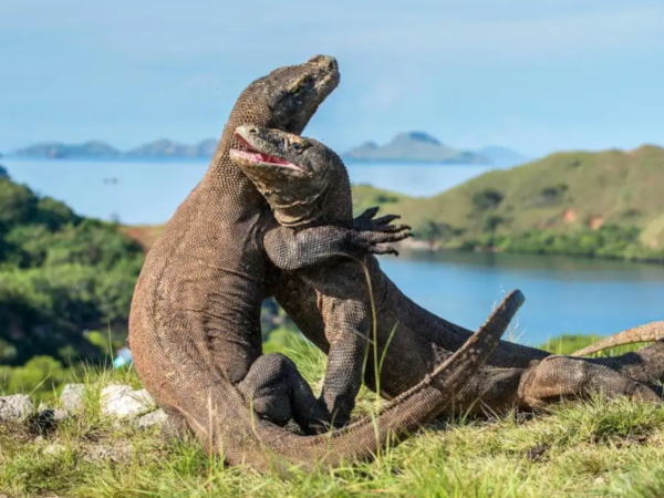 Discover Komodo : Petualangan Eksotis Di Labuan Bajo